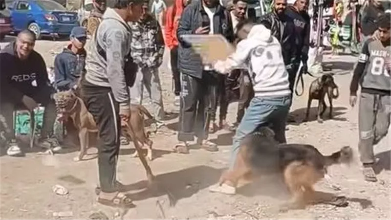 الأمن يحقق في فيديو متداول يظهر تعديا على كلاب بمنطقة السيدة عائشة
