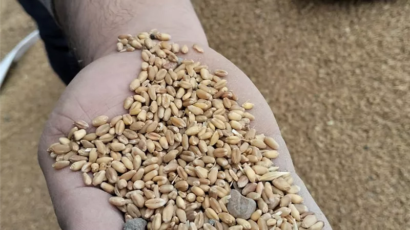 ضبط 60 طن قمح مخلوط قبل طرحه بالأسواق  وتحرير 47 محضر غلق لتجار تموينيين 