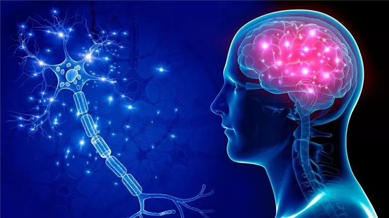 دراسة حديثة تربط بين تحسين قدرة العضلات على التحمل ونشاط خلايا الدماغ