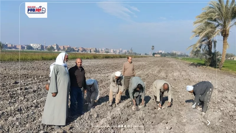 حقل قطن إرشادي بالفيوم لتعزيز الإنتاجية ونقل أحدث التوصيات الفنية
