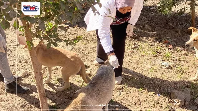 تحصين الكلاب الحرة.. «بيطري المنيا» يواصل معركة القضاء على السعار
