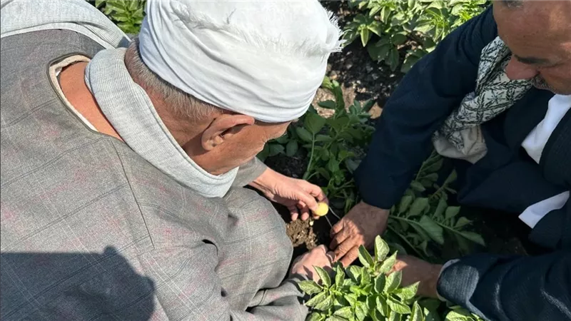 منتجي ومصدري الحاصلات البستانية ينفذ سلسلة حقول إرشادية للبطاطس بالمنيا