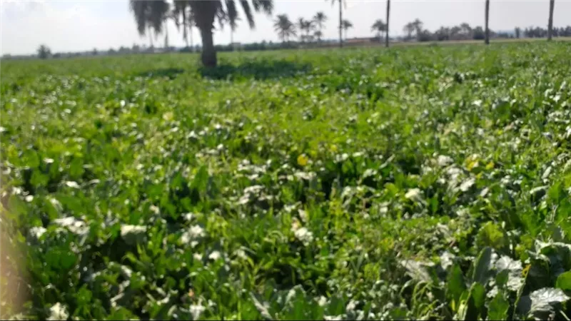 زراعة الإسماعيلية تتابع ميدانيا حصاد محصول بنجر السكر بالقصاصين