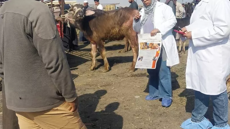 حملات بيطرية لمتابعة سوق جنيفة وتحصين الماشية ضد حمى الثلاثة ايام بالسويس