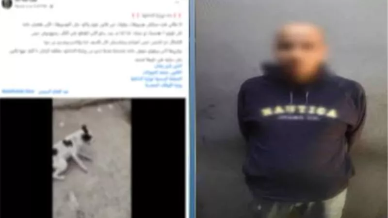 «كان بيهاجمني».. ضبط سائق تعدى بالضرب على كلب ضال في البساتين
