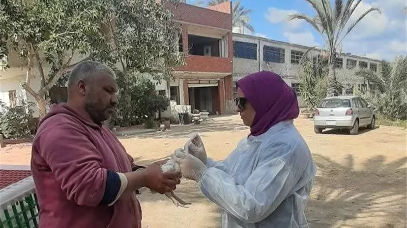 الطب البيطري بدمياط يسحب عينات من مزارع كفر سعد لمتابعة انفلونزا الطيور