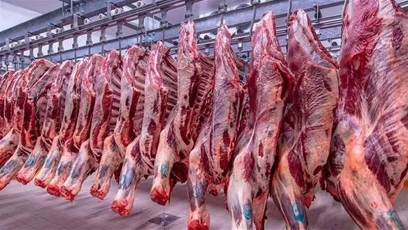 شعبة القصابين: وصول 5 آلاف رأس ماشية من البرازيل وكولومبيا لضبط أسعار الأضاحي