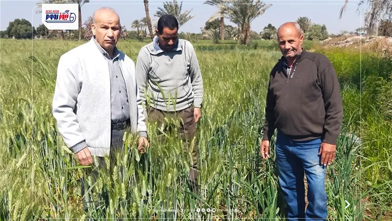 الفيوم: متابعة حقول القمح المنزرعة على مصاطب ضمن جهود ترشيد مياه الري