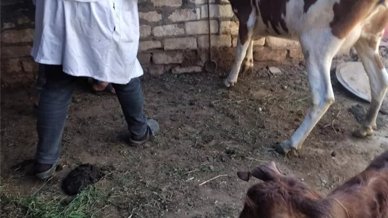 حملة بيطرية لتحصين الماشية وتوعية المربين بقرية الشلوفة في السويس
