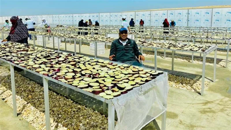 من الطماطم للباذنجان.. أفرولاند تعيد صياغة القيمة الاقتصادية للمنتجات الزراعية