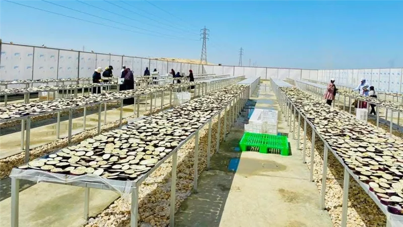 التصنيع الزراعي الذكي.. أفرولاند تكشف فرصًا جديدة للاستثمار في الباذنجان