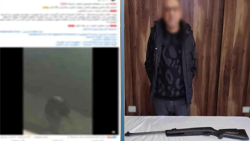 التحقيق مع متهم بإطلاق أعيرة رش على كلاب ضالة في مدينة نصر