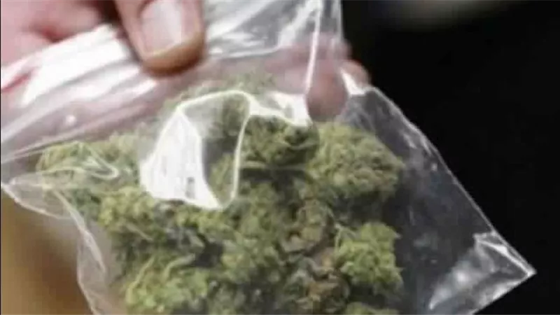 30 جرام .. إحباط محاولة تهريب ماريجوانا مع راكب بريطاني بمطار سفنكس