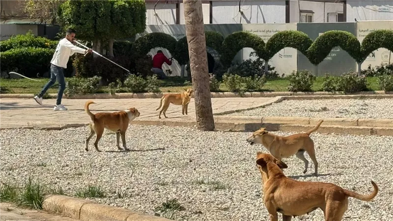 بالصور.. نرصد عملية تطعيم 