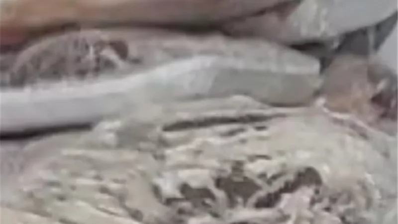 مصادرة لحوم ورنجة فاسدة في حملات مكثفة للطب البيطري بالغربية