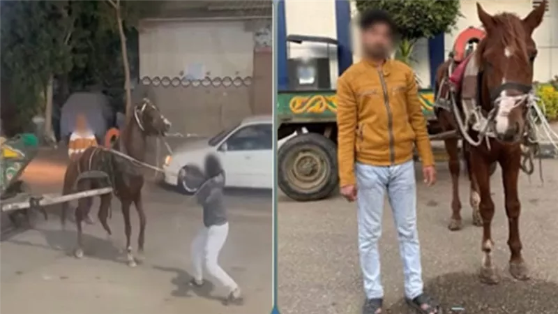 الأمن يكشف ملابسات فيديو التعدي على حصان في طوخ     