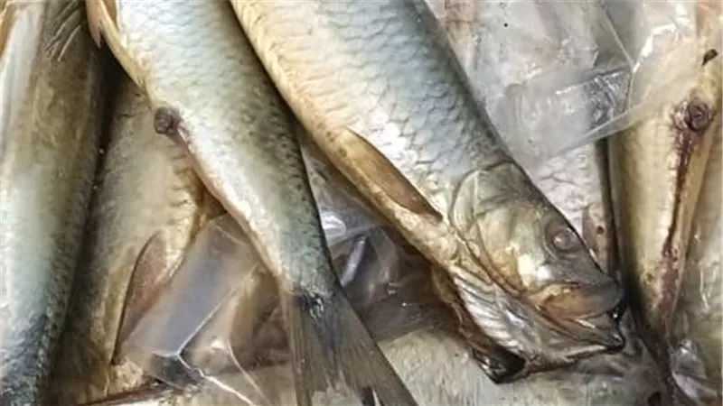 سفرة متكملش من غيرهم.. أسعار الفسيخ والرنجة والملوحة مع اقتراب عيد الفطر