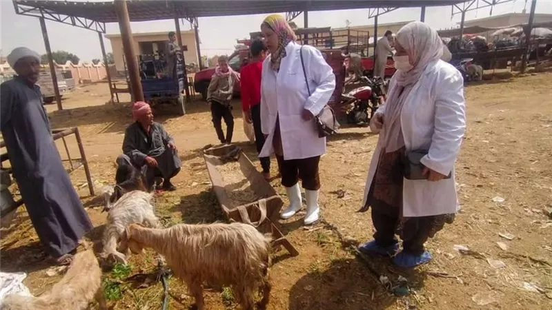 بيطري السويس تتابع سوق الأغنام  وتحصن الحيوانات بقرية الألبان الجديدة