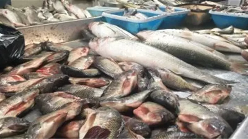  ضبط 1.5 طن أسماك منتهية الصلاحية قبل تداولها بالفيوم