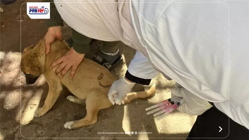 أرقام صادمة في شوارع المنيا.. تحصين 375 كلبًا ضد السعار لحماية المواطنين