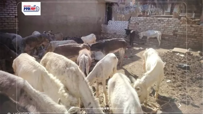 حظيرة الموت في المنيا.. القصة الكاملة لـ 60 حمارًا وجلود مكدسة ولحوم مفقودة