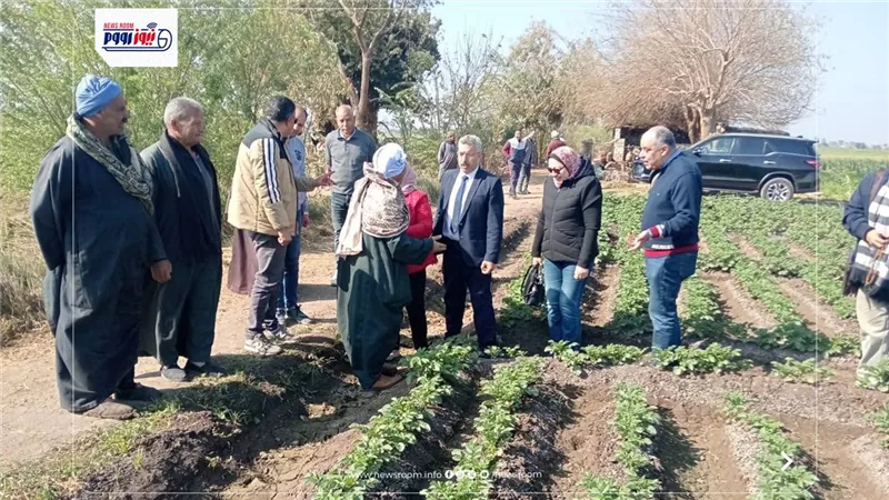 تحذير عاجل لمزارعي المنيا.. مخاطر الري أثناء الرياح وتأثيره على محصول القمح