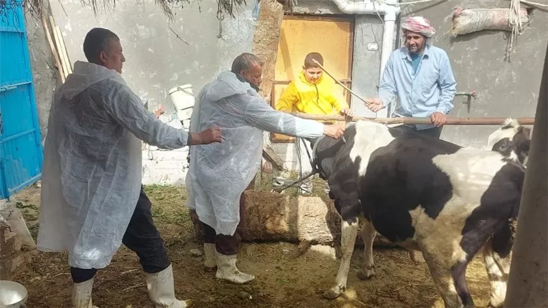 انطلاق فعاليات الحملة القومية للتحصين ضد مرض الجلد العقدي بالإسماعيلية