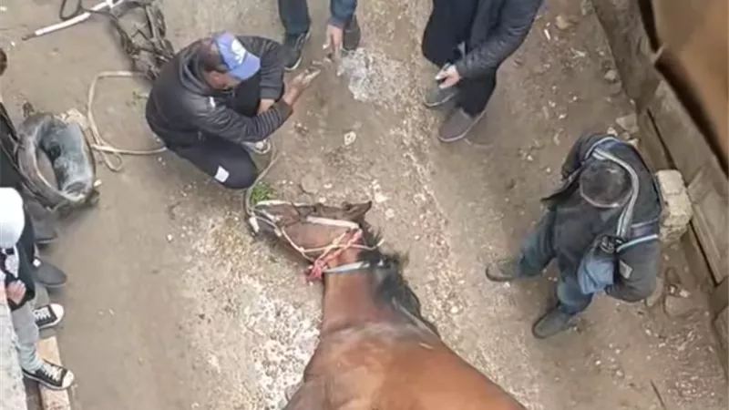 نفوق حصان بسبب ماس كهربائي بعمود إنارة أمام مستشفى التكامل بالسنانية