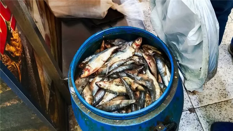 ضبط 160 كجم أسماك غير صالحة للاستهلاك الآدمي وتحرير 214 محضر1 بالمنوفية