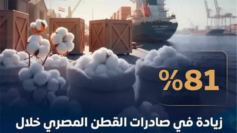 81 %.. زيادة في نسبة صادرات القطن المصري خلال الموسم التصديري 2025-2026