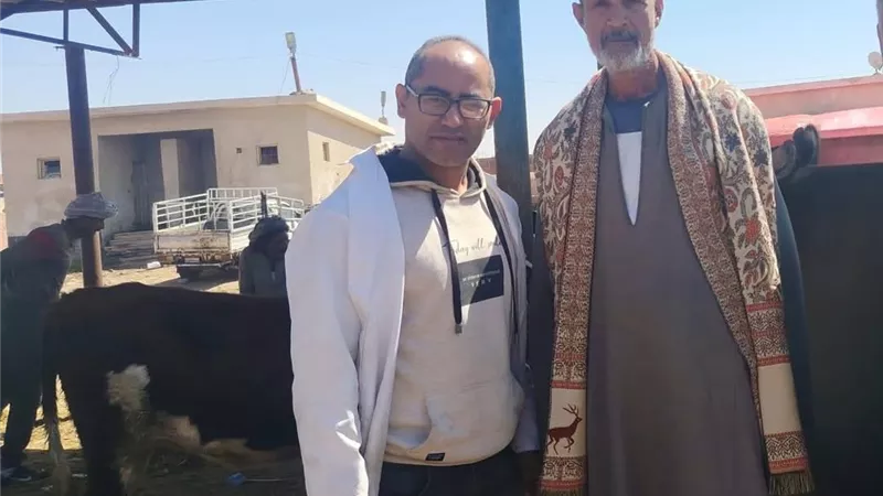 تحصين الماشية بسوق الألبان الجديدة في السويس ضد الجلد العقدي
