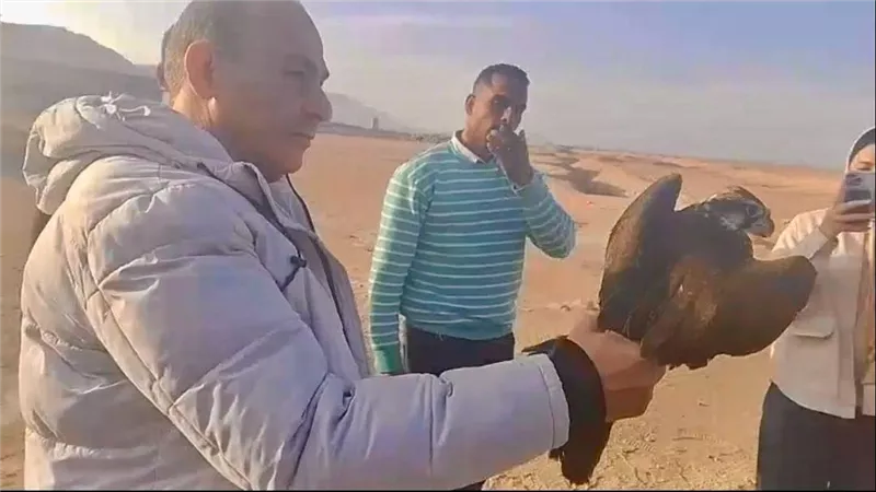 إعادة إطلاق 10 صقور نادرة إلى الطبيعة بعد إنقاذها من التجارة غير الشرعية