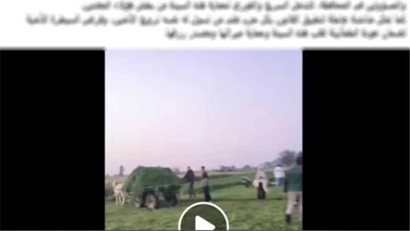 الحقيقة الكاملة.. خلاف على أرض زراعية وراء فيديو «سرقة محصول» بالدقهلية