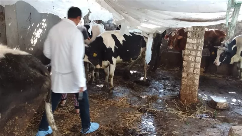 محافظ الغربية يتابع حملة تحصين الماشية ضد الجلد العقدي وجدري الأغنام