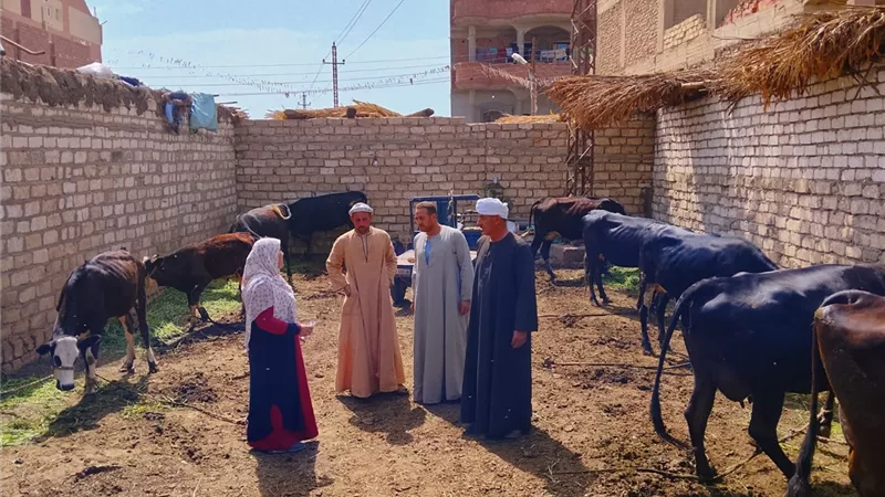 محافظ أسيوط: تحصين أكثر من 32 ألف رأس ماشية في الحملة القومية ضد الجلد العقدي