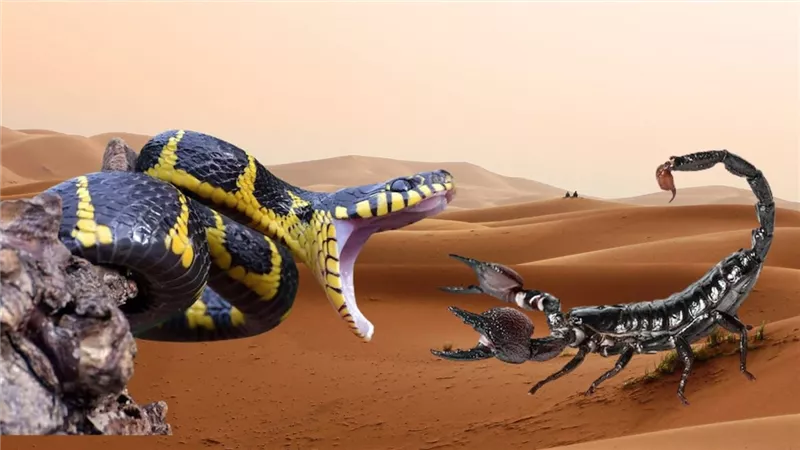 بعد العواصف.. رئيس قسم الحشرات يحذر من العقارب والثعابين في المناطق السكنية