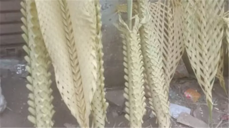 إقبال على شراء سعف النخيل بمحيط كنائس السويس احتفالا بأحد الشعانين