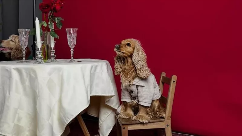 لحماية كلبك من المطر.. SnugSnout تضفي لمسة عصرية على خزائن ملابس الكلاب