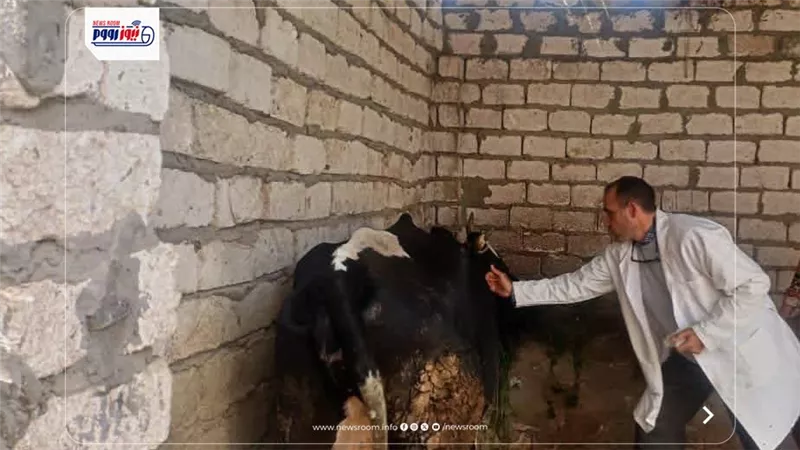 حملة تحصين مكثفة لحماية الماشية بالمنيا وتعزيز الأمن الغذائي