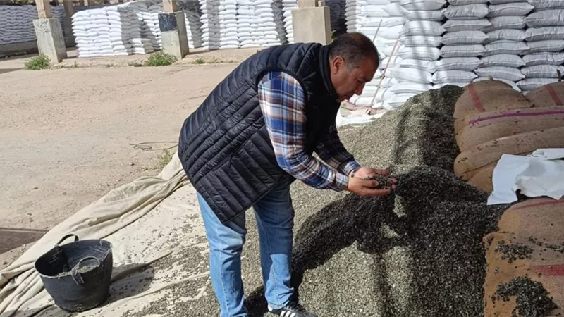  تجهيز أكثر من 15ألف شيكارة قطن من تقاوي المزارع تمهيدا لتوزيعها على المزارعين