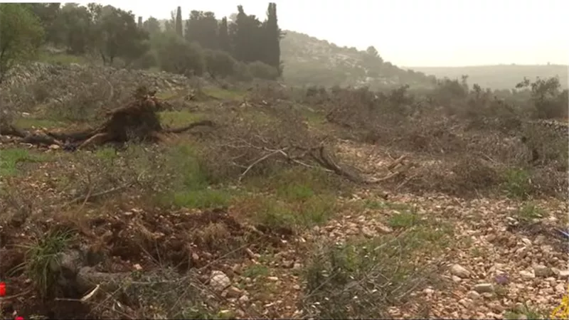 اقتلاع آلاف أشجار الزيتون.. الاحتلال يحطم حارس أراضي الفلسطينيين |فيديو
