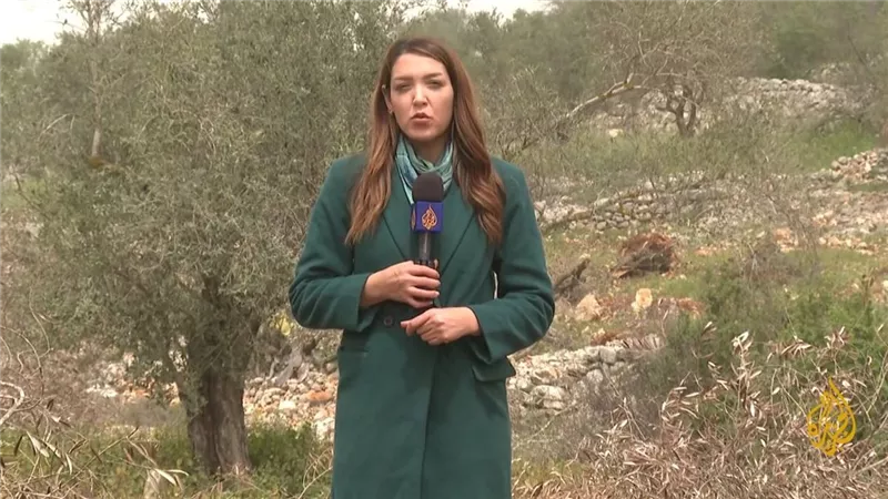 الجزيرة: اقتلاع أشجار الزيتون في الضفة الغربية يوسع التهديد على أراضي فلسطين