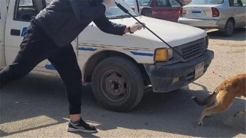 استجابة للشكاوى.. شن حملات لتعقيم وتحصين الكلاب الضالة بالشرقية