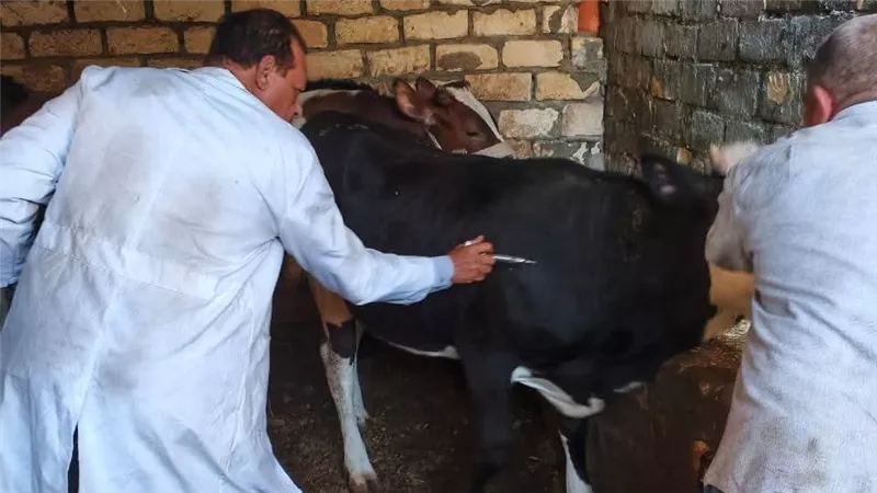 تحصين الحيوانات بقرى السويس لحمايتها من الأمراض الوبائية