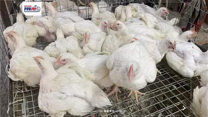 رئيس شعبة الدواجن: انخفاض الأسعار 10%.. وتحذيرات من محلات الفراخ الحية