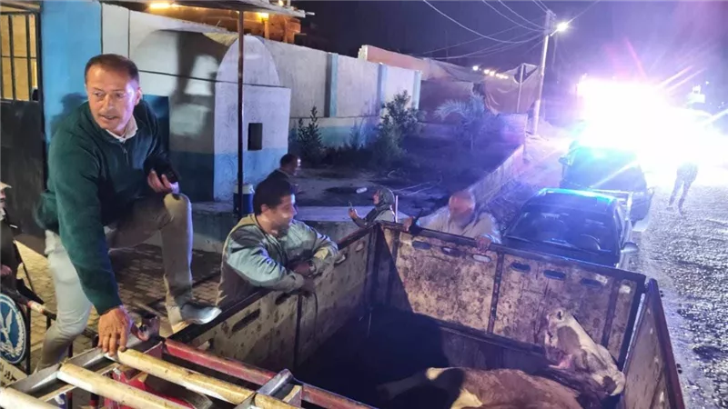 ضبط سيارة محملة ببقرة تزن 600 ك مزبوحه زبح غير حيوي وخارج السلخانة