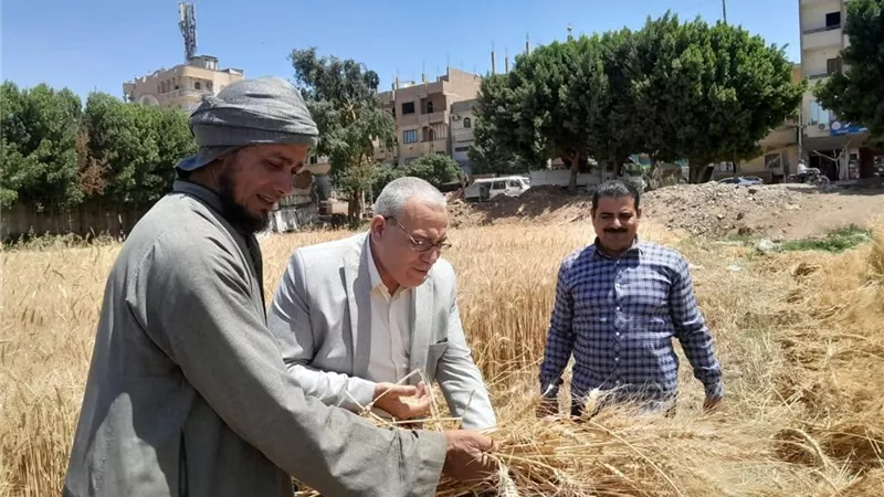 انطلاق موسم حصاد القمح بسوهاج ومتابعة ميدانية لضمان زيادة الإنتاج