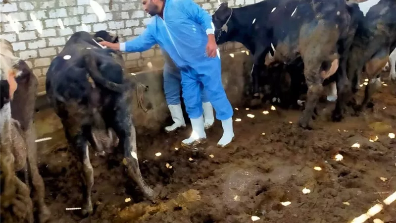 تحصين الحيوانات بقري السويس وضبط 466 كيلو أسماك فاسدة خلال حملات رقابية 