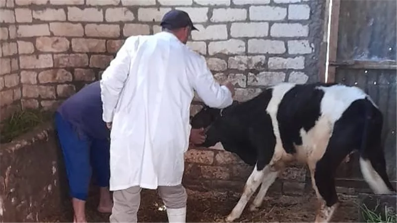 حملات بيطرية تجوب قرى الإسماعيلية لتعزيز التحصين وحماية الثروة الحيوانية