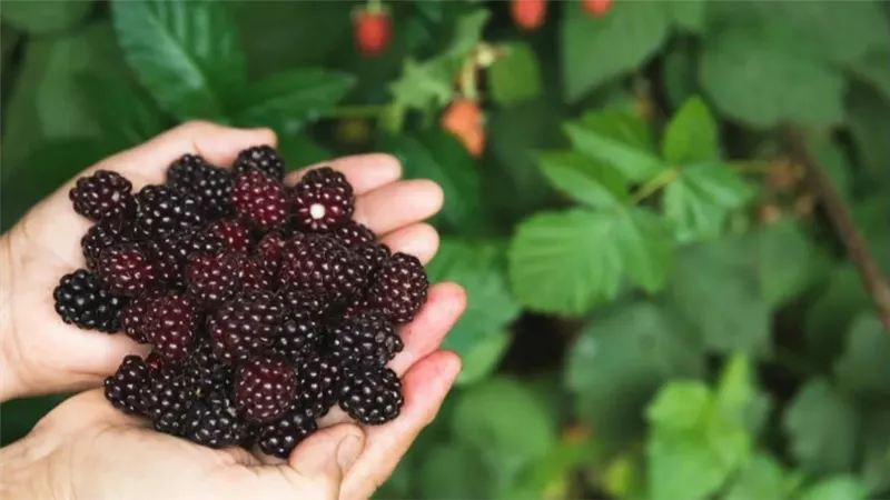في موسمه..     التوت الأسود كنز غذائي صغير فوائد مذهلة لصحة جسمك يوميا